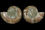 Agatized Ammonite Fossil - Madagascar #111484-1